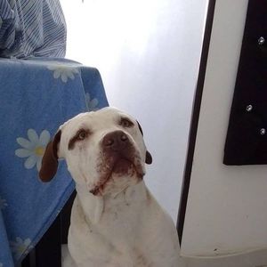 Meet your Posher, Jimmy